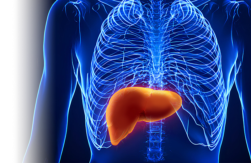 Диагностика стеатоза и фиброза печени FibroScan