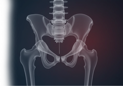 УЗИ лонного сочленения