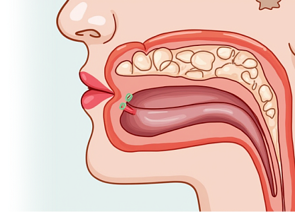 УЗИ слюнных желез